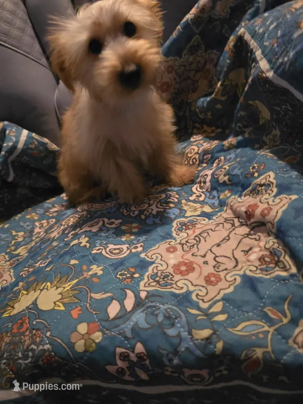 Lars – Yorkshire Terrier puppy for sale in San Antonio, TX