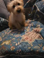 Lars, a male Yorkshire Terrier for sale in San Antonio, TX – 1 of 2