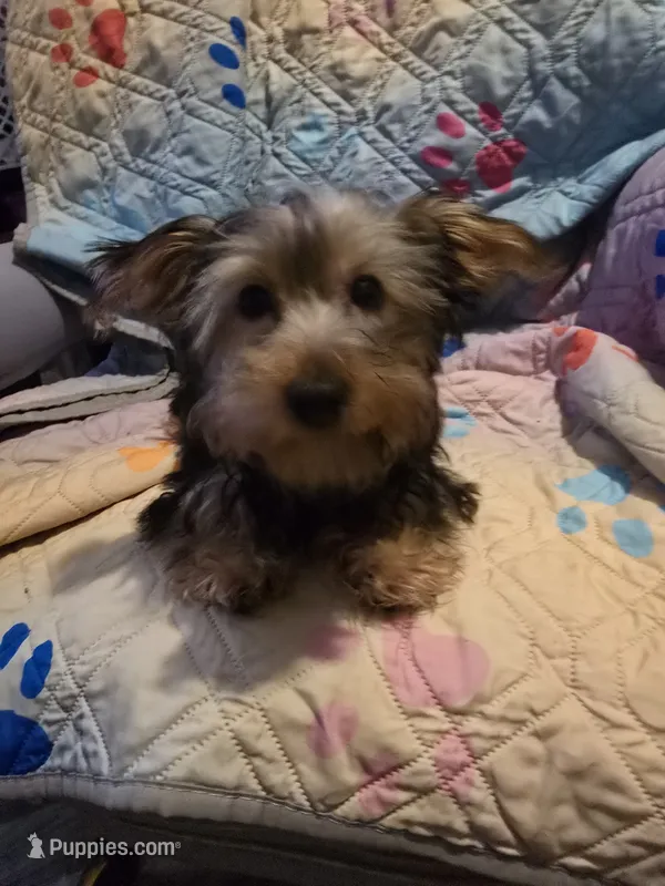 Rosie – Yorkshire Terrier puppy for sale in San Antonio, TX