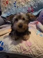 Rosie, a female Yorkshire Terrier for sale in San Antonio, TX – 1 of 1
