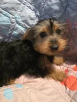 Beau, a male Yorkshire Terrier for sale in San Antonio, TX – 2 of 2