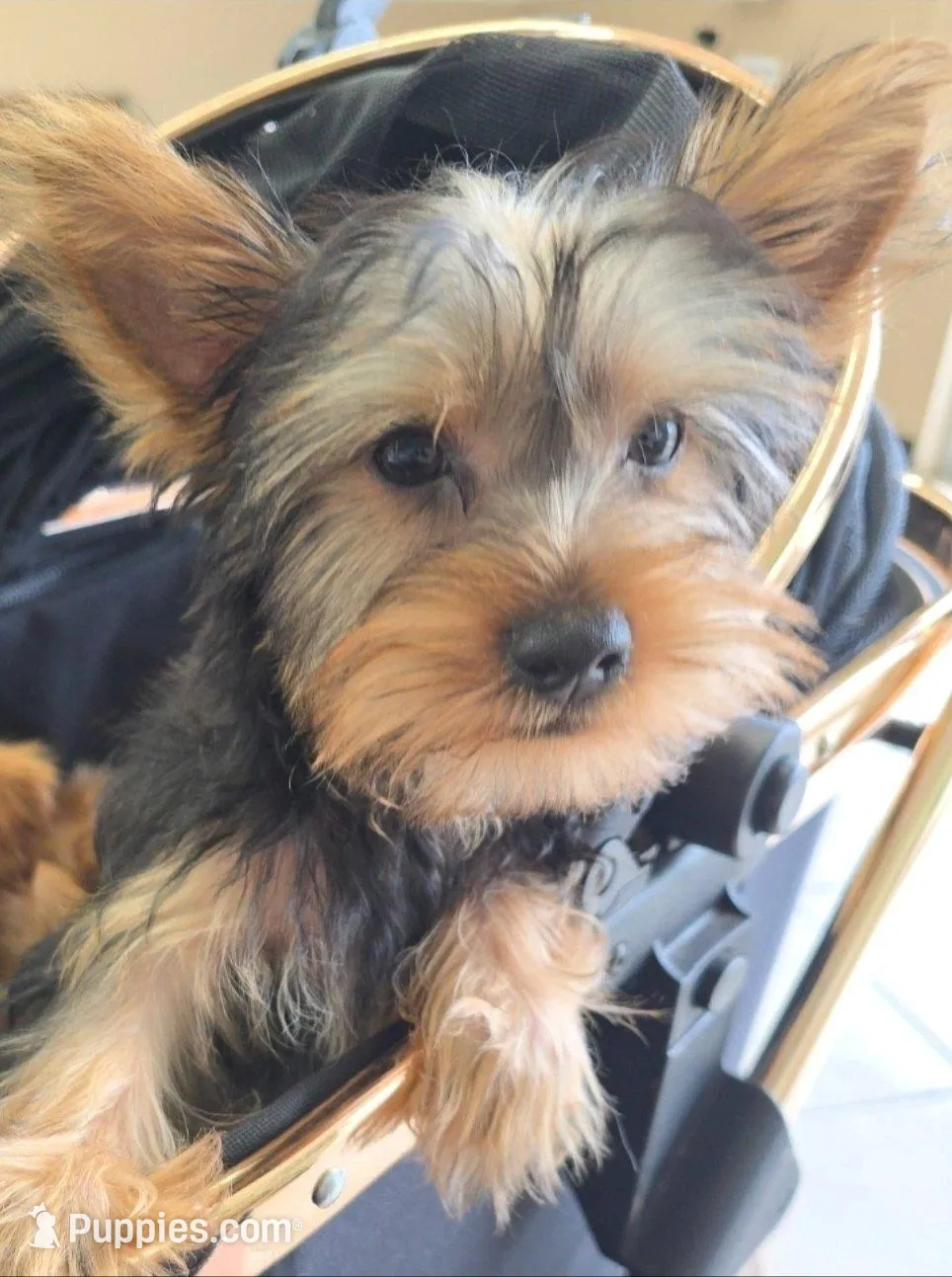 Bowser – Yorkshire Terrier puppy for sale in San Antonio, TX