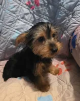 Clara, a female Yorkshire Terrier for sale in San Antonio, TX – 2 of 3