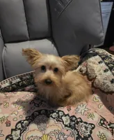 Barbie , a female Yorkshire Terrier for sale in San Antonio, TX – 1 of 1