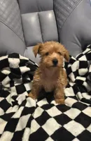 Lars, a male Yorkshire Terrier for sale in San Antonio, TX – Photo 2 of 4