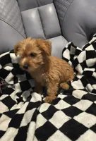 Lars, a male Yorkshire Terrier for sale in San Antonio, TX – Photo 3 of 4