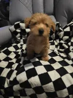 Lars, a male Yorkshire Terrier for sale in San Antonio, TX – Photo 4 of 4