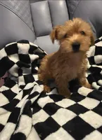 Lars, a male Yorkshire Terrier for sale in San Antonio, TX – Photo 1 of 4