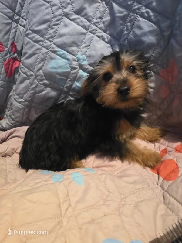 Beau – Yorkshire Terrier puppy for sale in San Antonio, TX