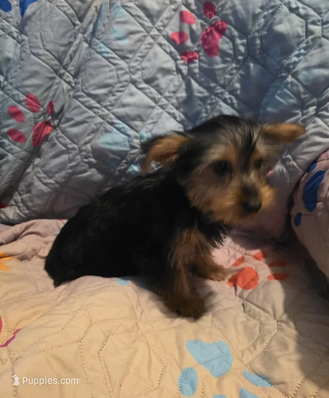 Clara – Yorkshire Terrier puppy for sale in San Antonio, TX