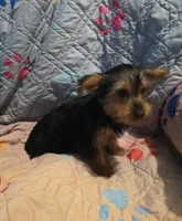 Clara, a female Yorkshire Terrier for sale in San Antonio, TX – 1 of 3
