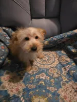 Lars, a male Yorkshire Terrier for sale in San Antonio, TX – 2 of 2