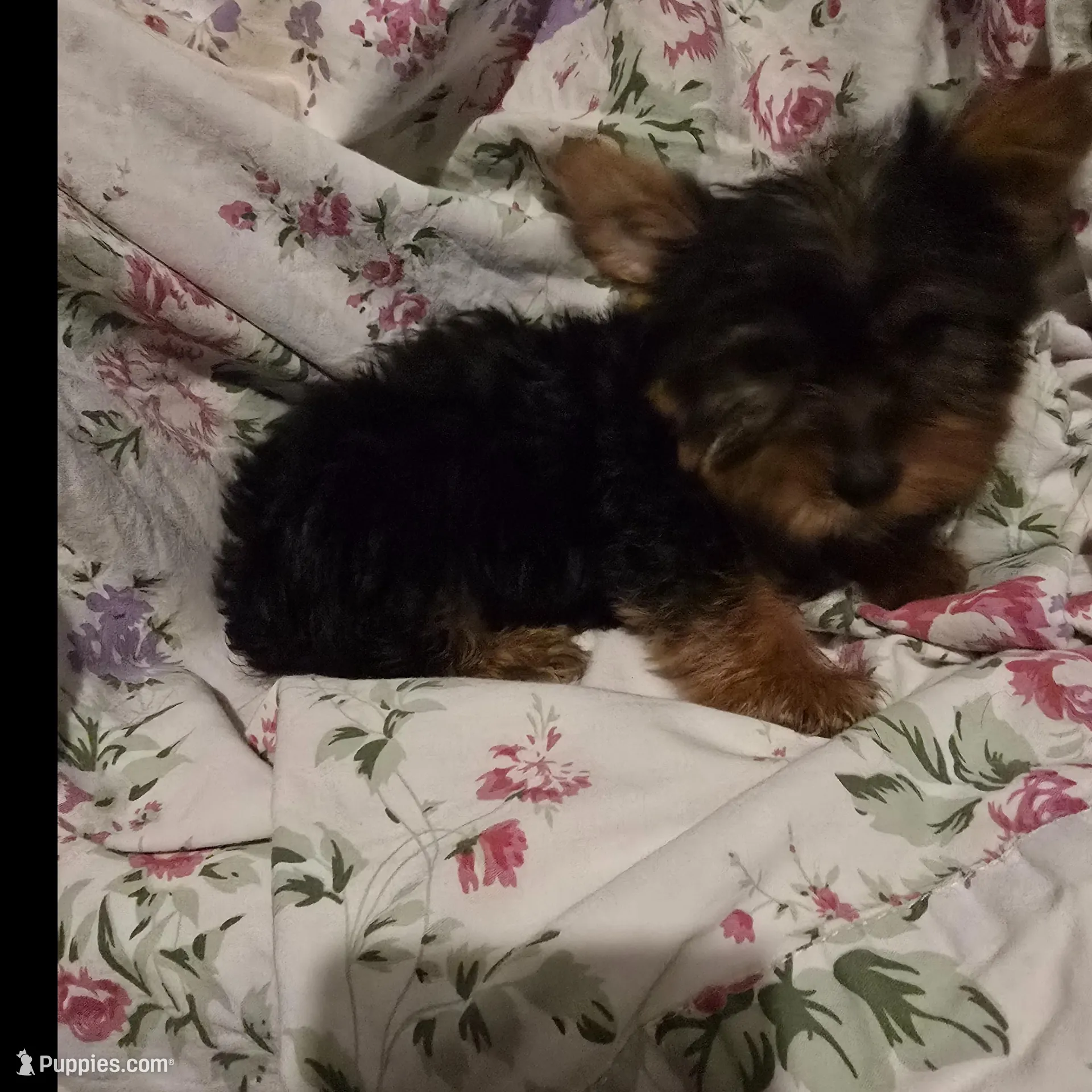 Bunny – Yorkshire Terrier puppy for sale in San Antonio, TX