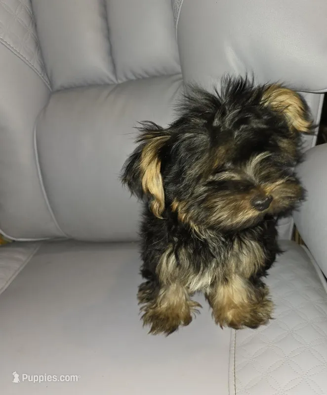 Maurice, a male Yorkshire Terrier for sale in San Antonio, TX – Photo 1 of 2