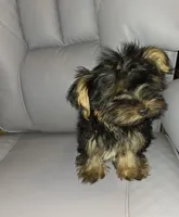 Maurice, a male Yorkshire Terrier for sale in San Antonio, TX – Photo 1 of 2