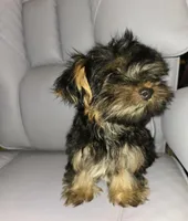 Maurice, a male Yorkshire Terrier for sale in San Antonio, TX – Photo 2 of 2