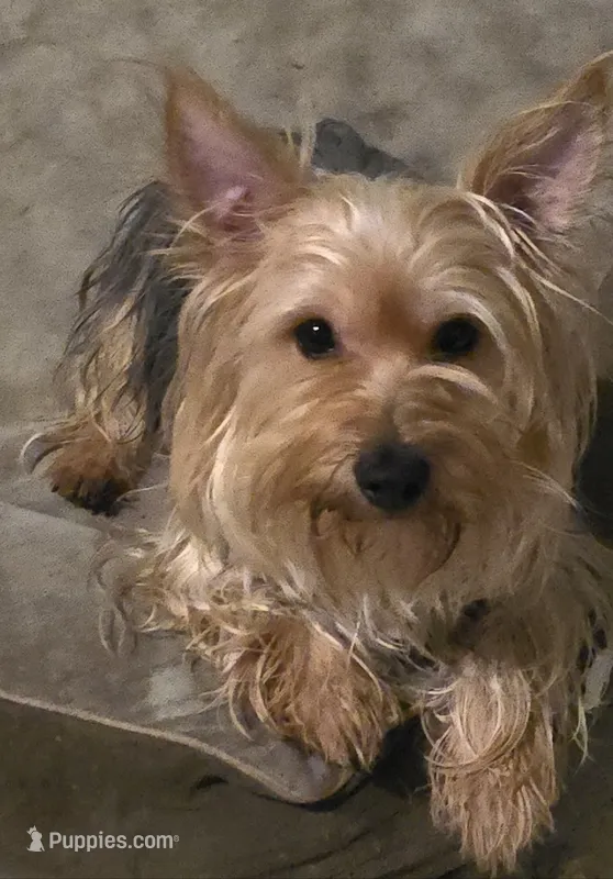 Tigger – Yorkshire Terrier puppy for sale in San Antonio, TX