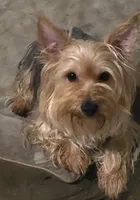 Tigger, a male Yorkshire Terrier for sale in San Antonio, TX – 1 of 1
