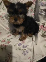 Rambo, a male Yorkshire Terrier for sale in San Antonio, TX – Photo 2 of 2