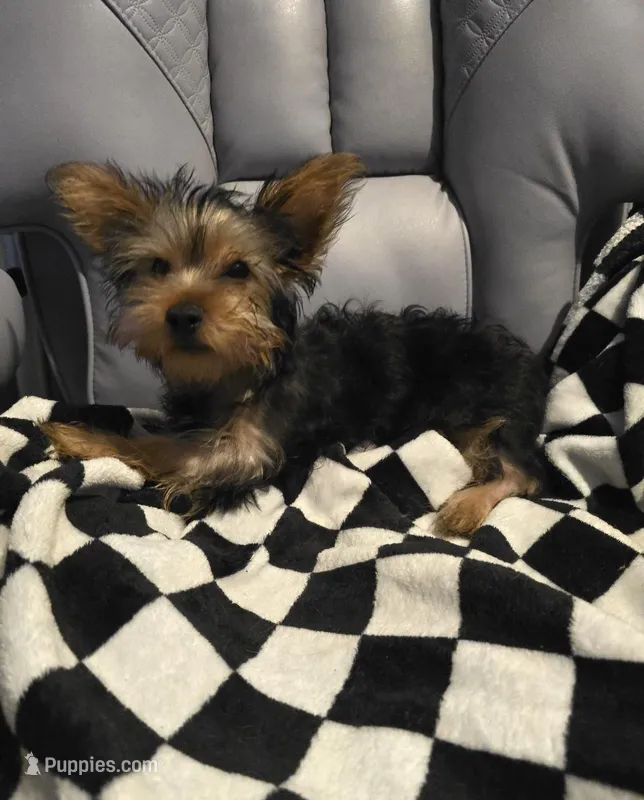 Bowser – Yorkshire Terrier puppy for sale in San Antonio, TX
