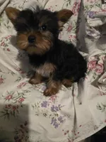 Rambo, a male Yorkshire Terrier for sale in San Antonio, TX – Photo 1 of 2