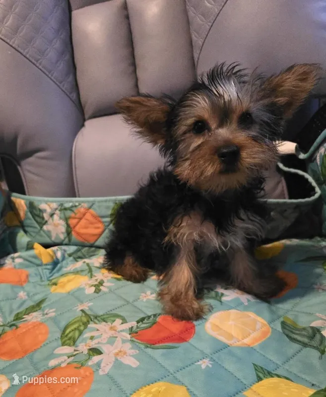 Rambo – Yorkshire Terrier puppy for sale in San Antonio, TX