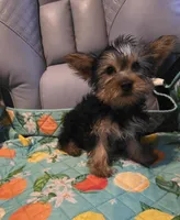 Bowser, a male Yorkshire Terrier for sale in San Antonio, TX – Photo 2 of 2