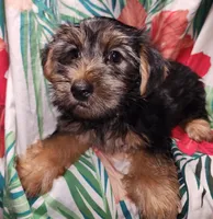 Benny, a male Yorkshire Terrier for sale in San Antonio, TX – Photo 2 of 3