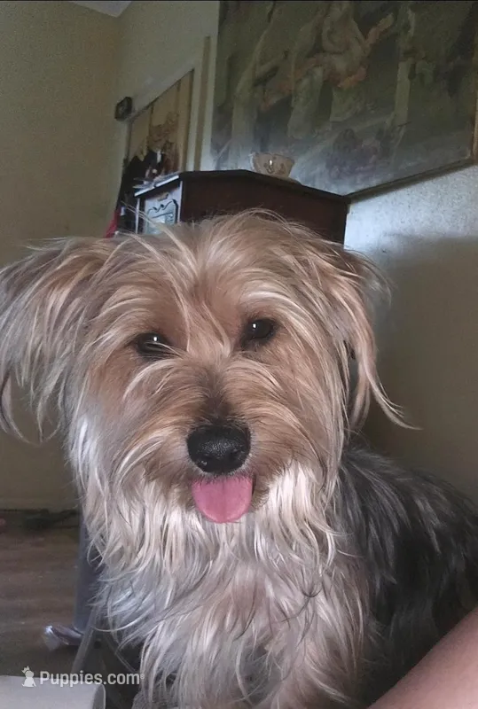 Binky – Yorkshire Terrier puppy for sale in San Antonio, TX