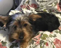 Rosie, a female Yorkshire Terrier for sale in San Antonio, TX – 2 of 2