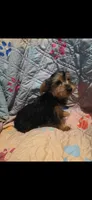 Clara, a female Yorkshire Terrier for sale in San Antonio, TX – 3 of 3
