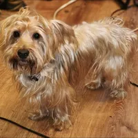 Tex, a male Yorkshire Terrier for sale in San Antonio, TX – 1 of 1