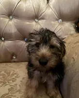 Duke, a male Yorkshire Terrier for sale in San Antonio, TX – Photo 2 of 2