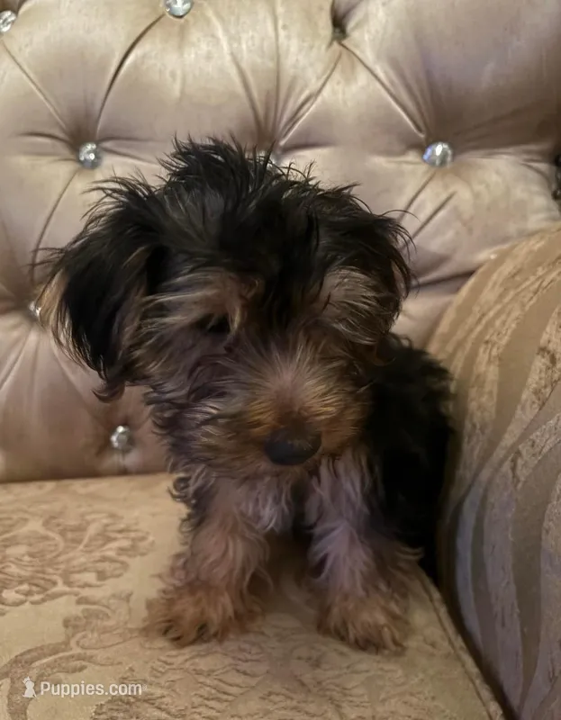 Duke, a male Yorkshire Terrier for sale in San Antonio, TX – Photo 1 of 2