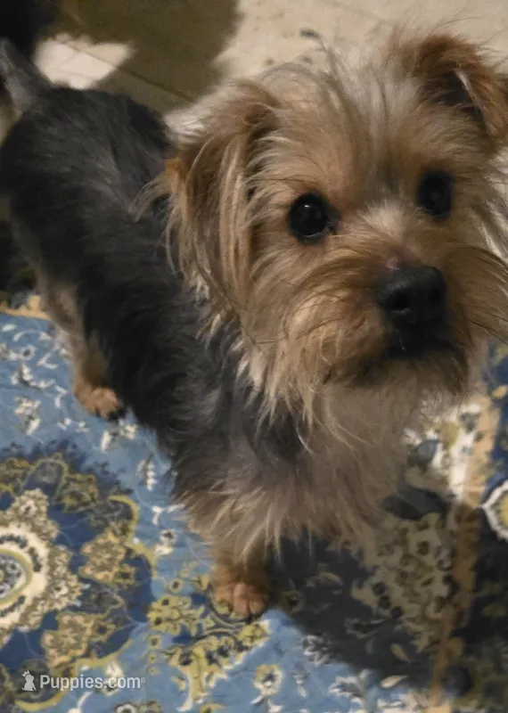 Snookems – Yorkshire Terrier puppy for sale in San Antonio, TX