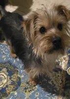 Snookems, a male Yorkshire Terrier for sale in San Antonio, TX – 1 of 1