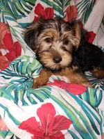 Dottie, a female Yorkshire Terrier for sale in San Antonio, TX – Photo 1 of 2