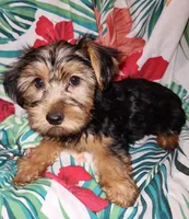 Dottie, a female Yorkshire Terrier for sale in San Antonio, TX – Photo 2 of 2