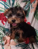 Riley, a male Yorkshire Terrier for sale in San Antonio, TX – Photo 1 of 3