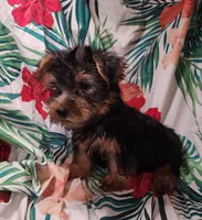 Riley, a male Yorkshire Terrier for sale in San Antonio, TX – Photo 3 of 3
