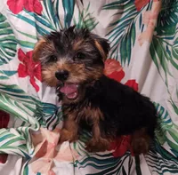 Riley, a male Yorkshire Terrier for sale in San Antonio, TX – Photo 2 of 3
