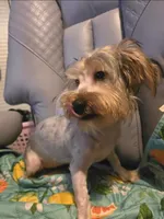 Barbie, a female Yorkshire Terrier for sale in San Antonio, TX – Photo 2 of 2