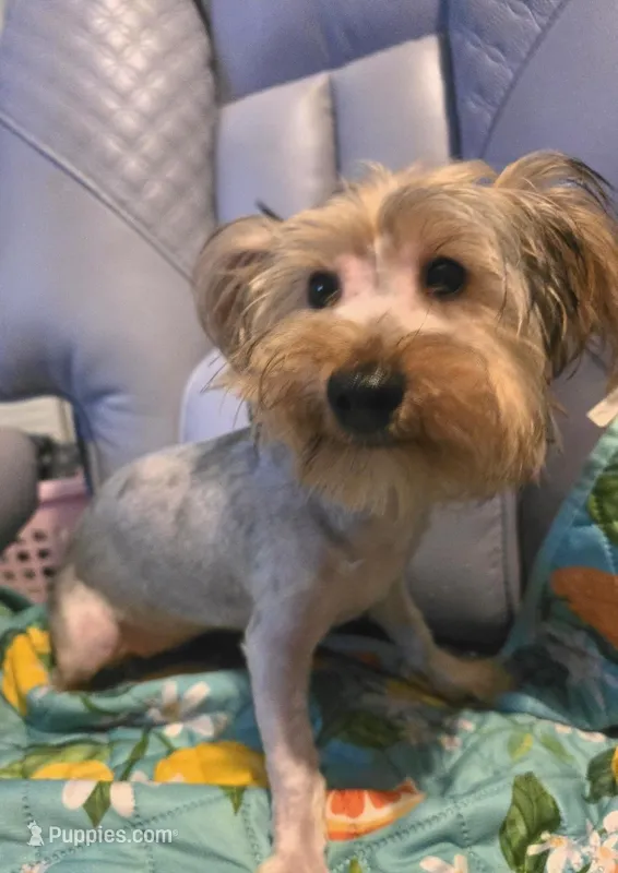 Barbie, a female Yorkshire Terrier for sale in San Antonio, TX – Photo 1 of 2