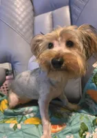 Barbie, a female Yorkshire Terrier for sale in San Antonio, TX – Photo 1 of 2