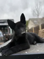 Blue, a male German Shepherd Dog for sale in Milliken, CO – 2 of 3