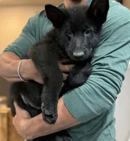 Wyllie, a female German Shepherd Dog for sale in Milliken, CO – 2 of 3
