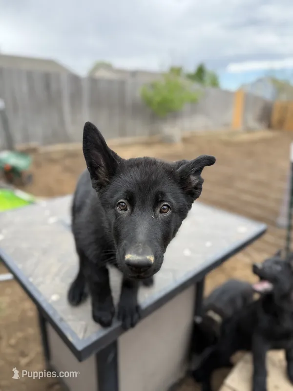 Wyllie, a female German Shepherd Dog for sale in Milliken, CO – 1 of 3