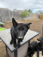 Wyllie, a female German Shepherd Dog for sale in Milliken, CO – 1 of 3