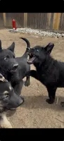 Wyllie, a female German Shepherd Dog for sale in Milliken, CO – 3 of 3