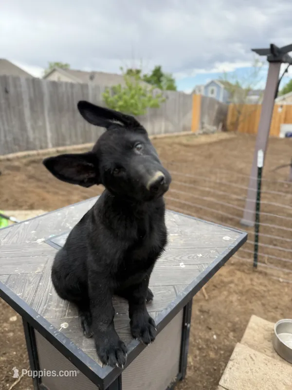 Blue – German Shepherd Dog puppy for sale in Milliken, CO